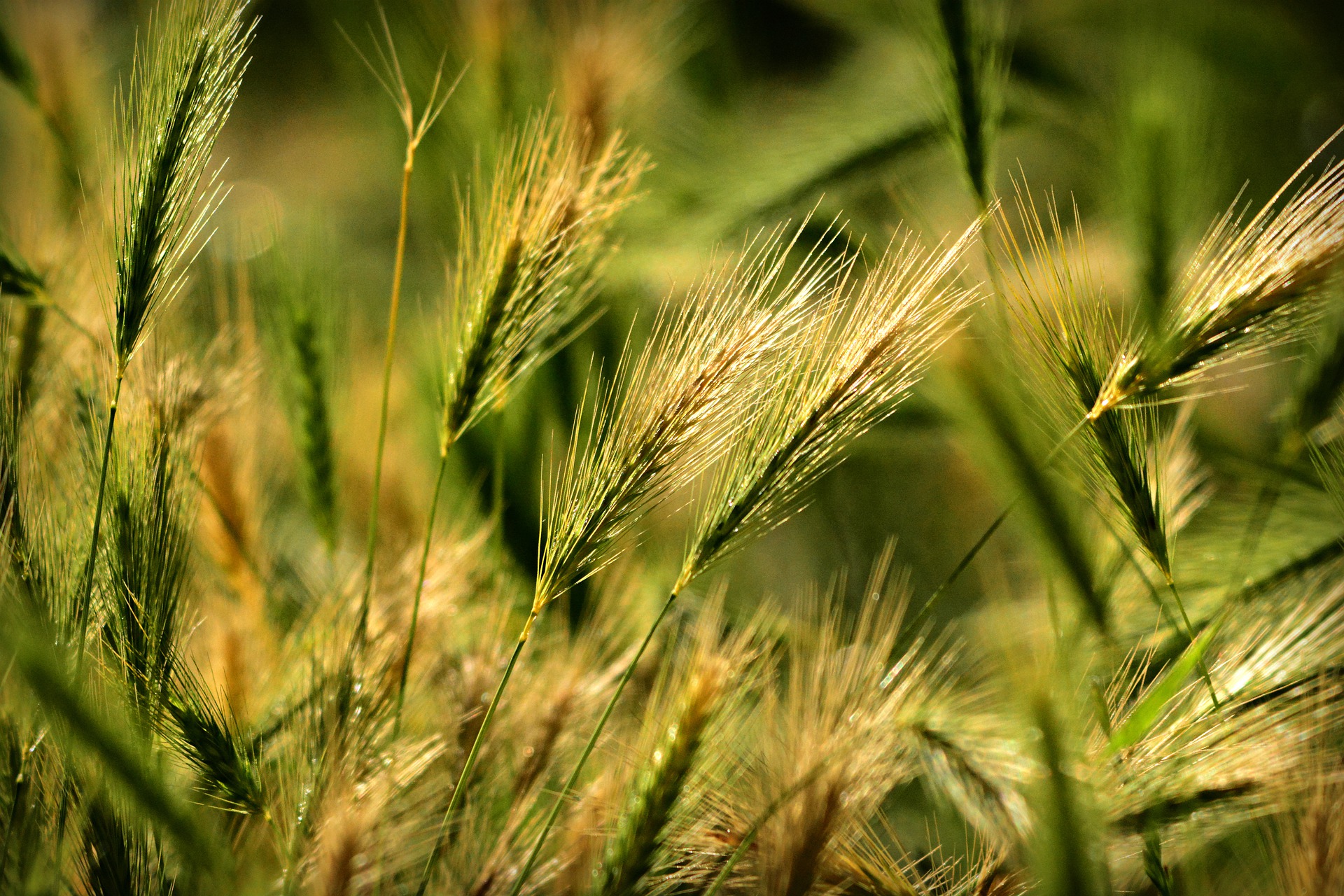 Foxtail barley -- a danger to your dog