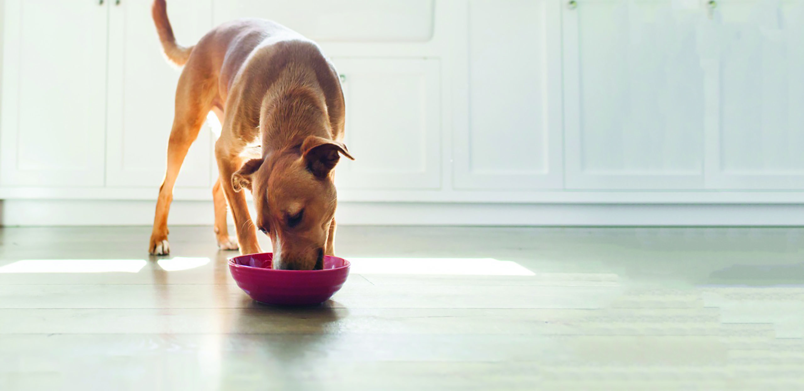 What is limited ingredient dog food?