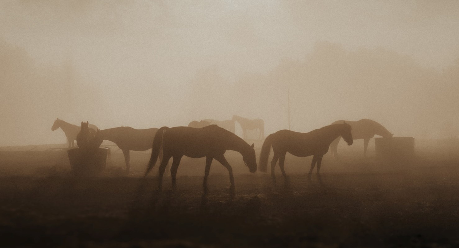 How to protect your horse from the effects of climate change