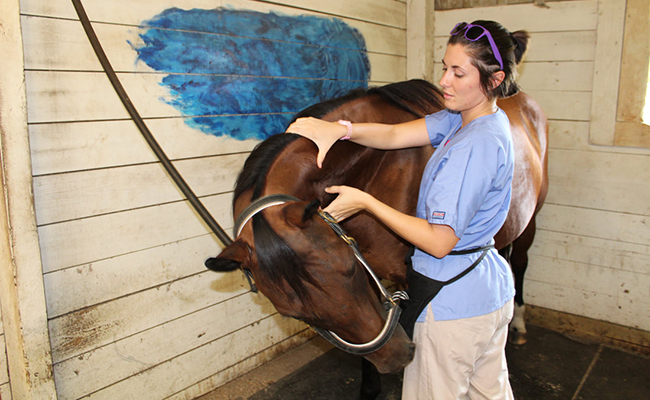 Learn how to massage your horse