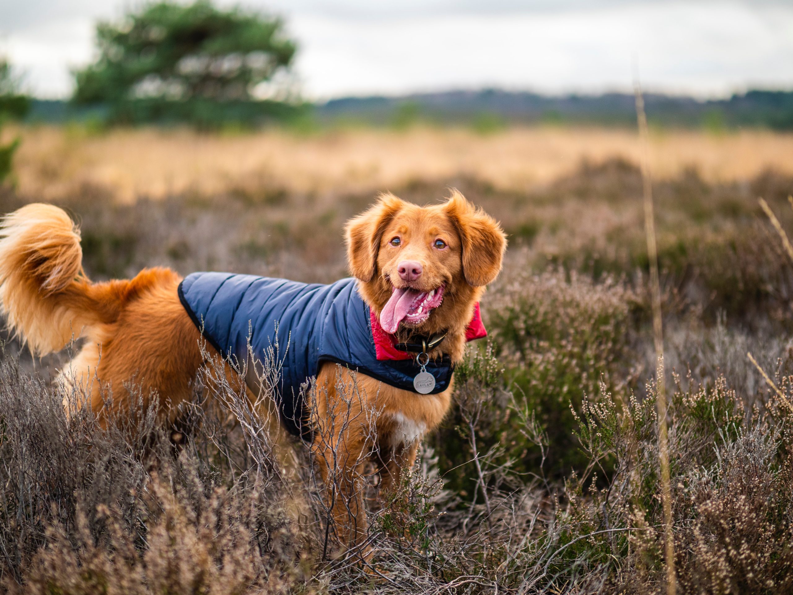 Does your dog need to wear a coat?