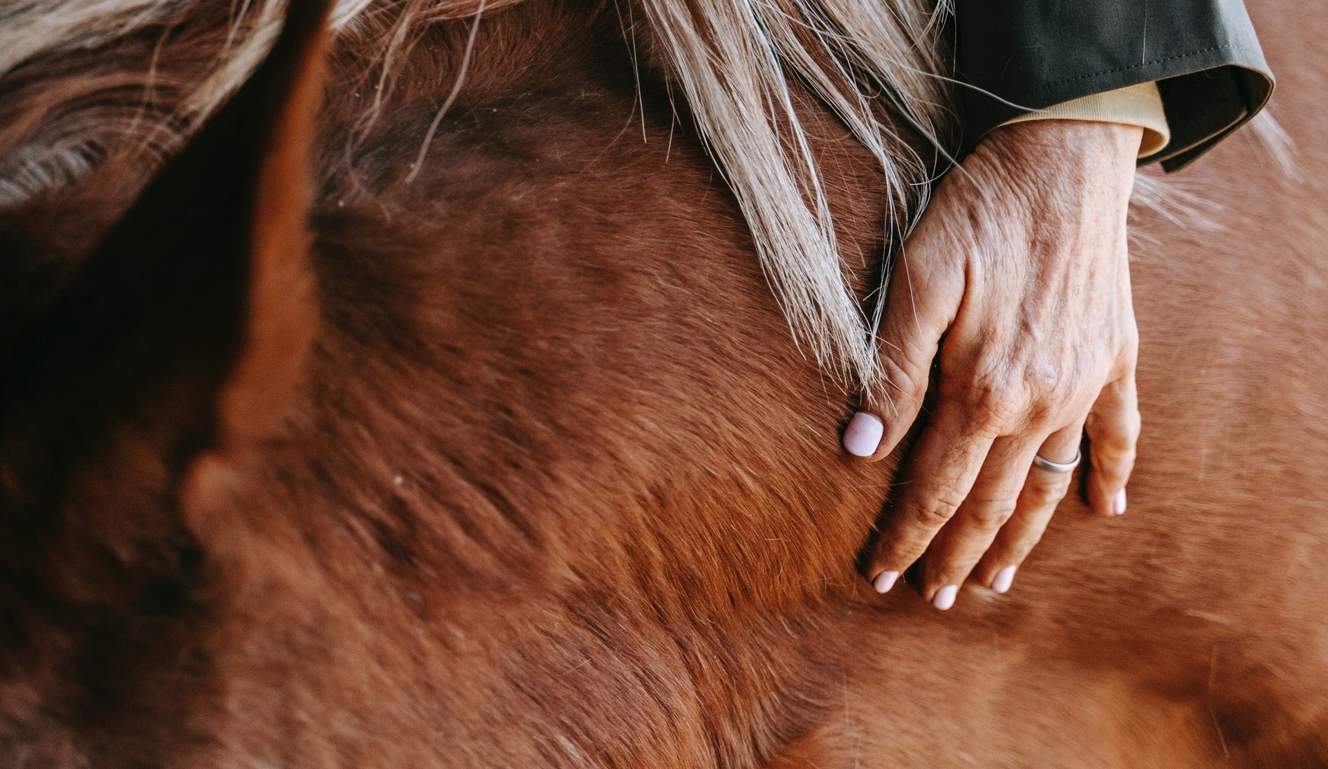 Support your horse this autumn with acupressure