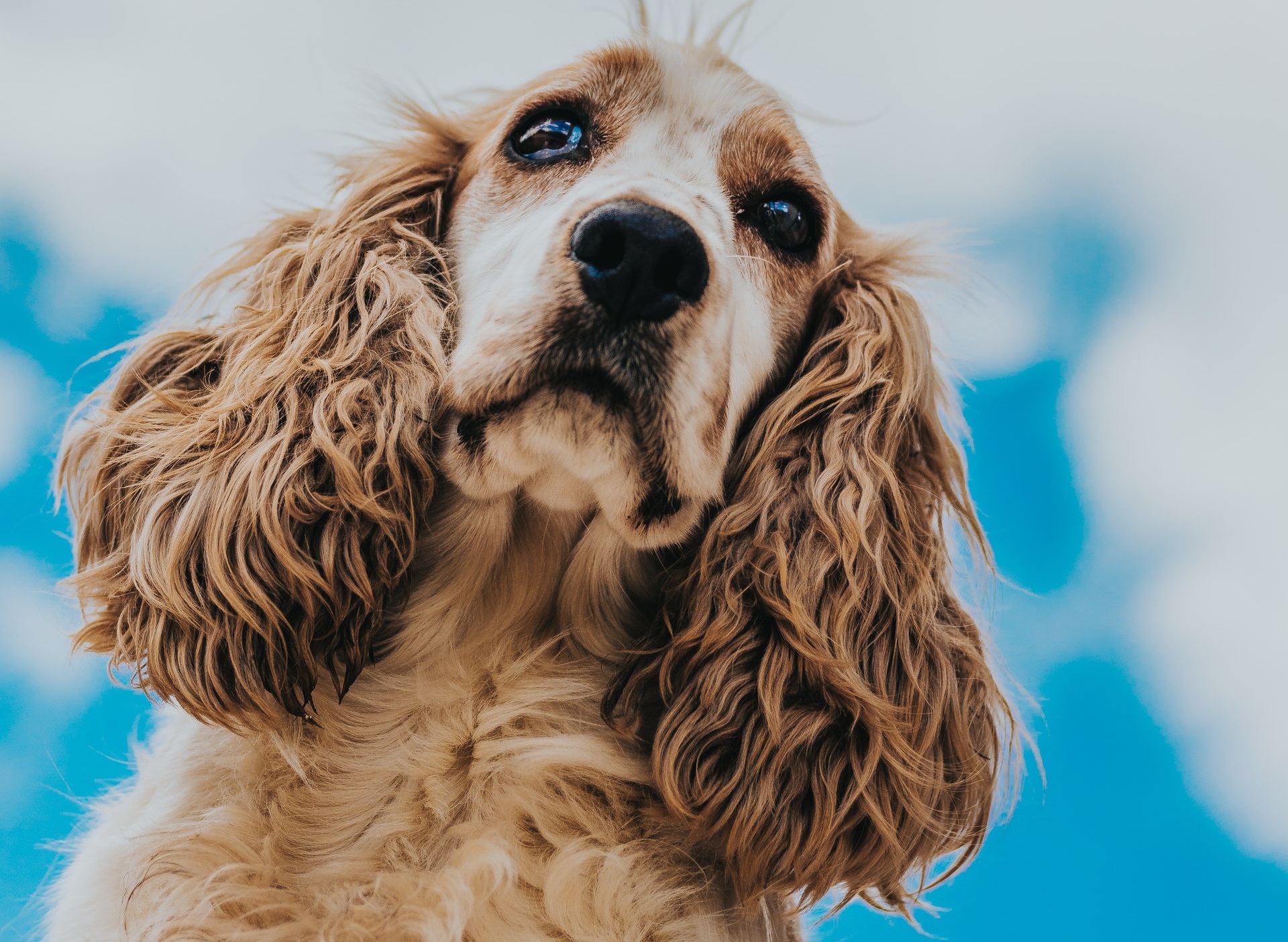 Proper ocular hygiene for dogs prone to tear stains