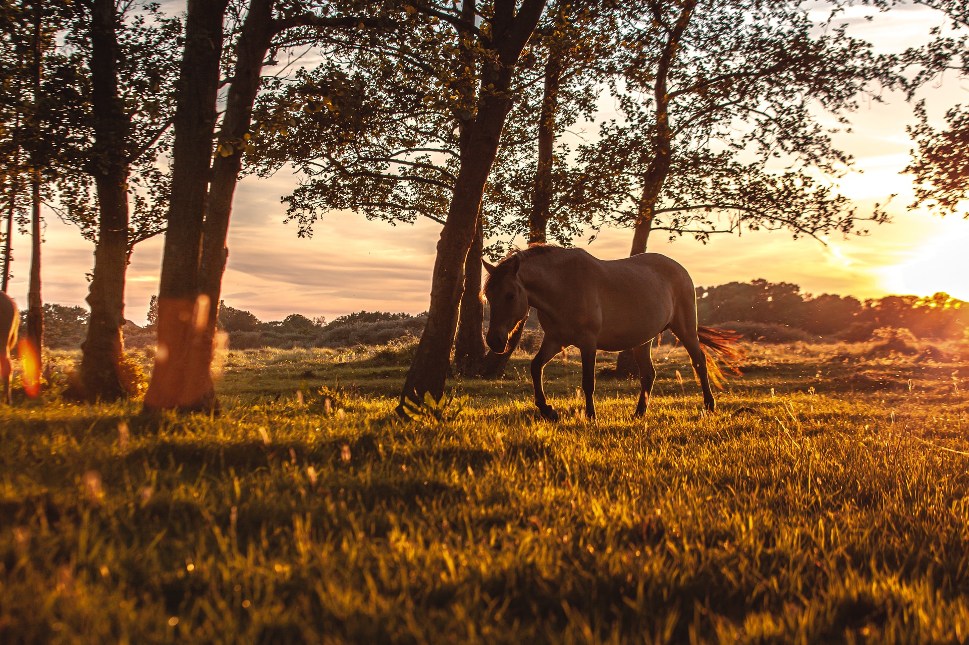 Expert-recommended ways to improve equine mobility