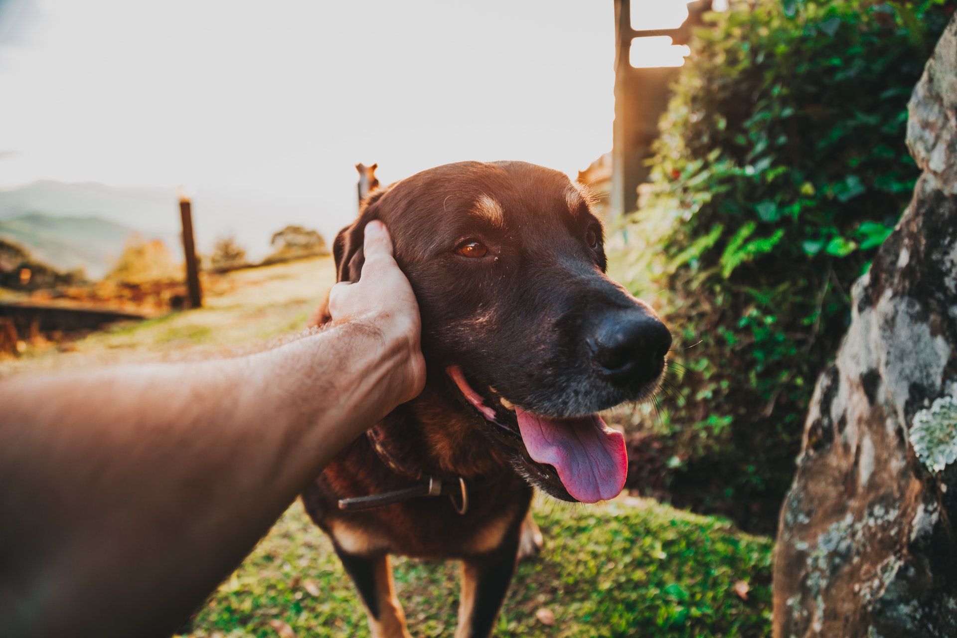 7 fun things to do with your dog this summer