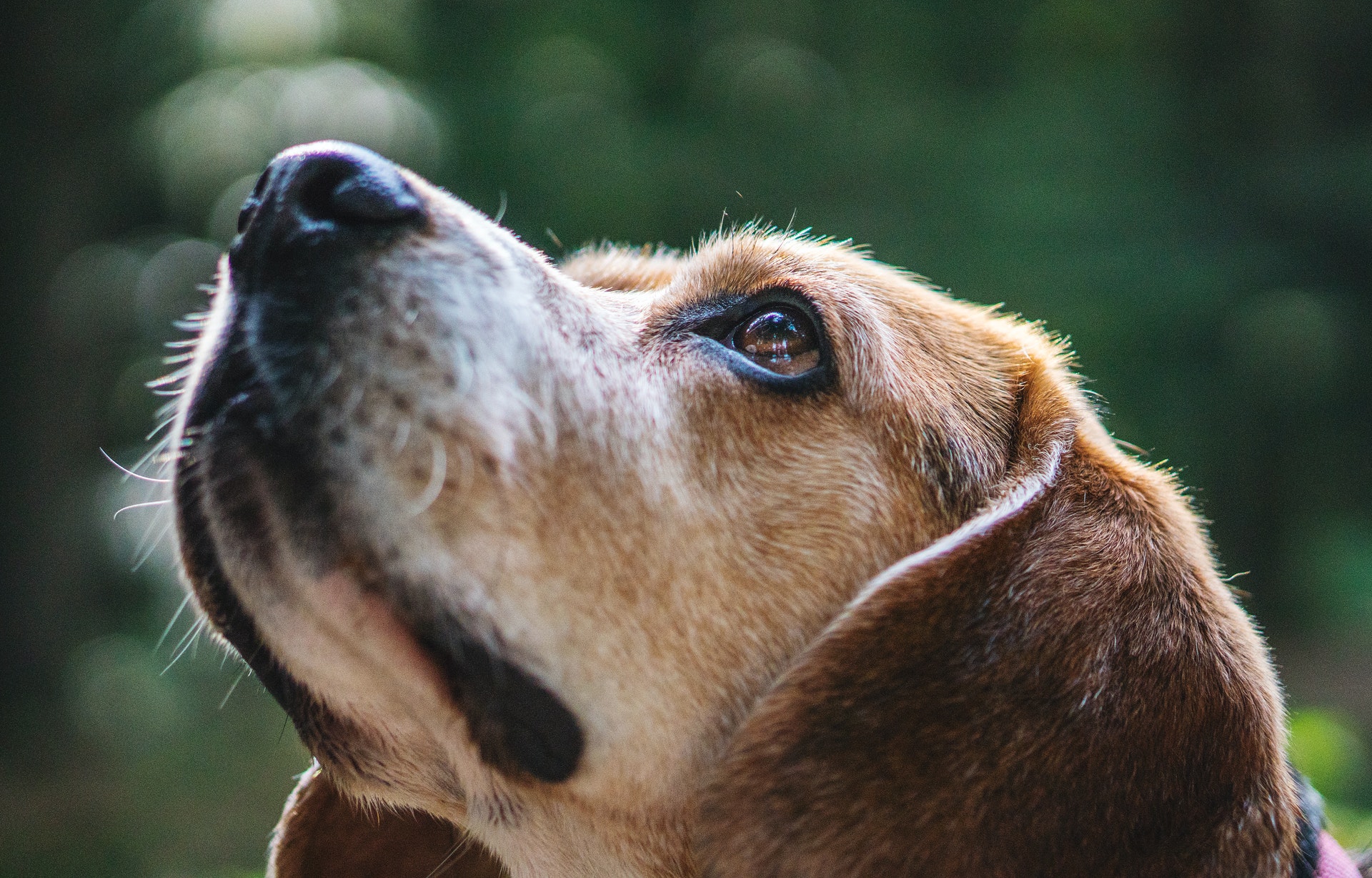 Caring for your senior dog