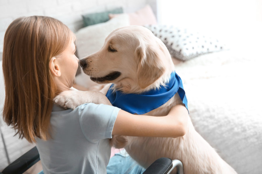 Which breeds make the best service dogs?