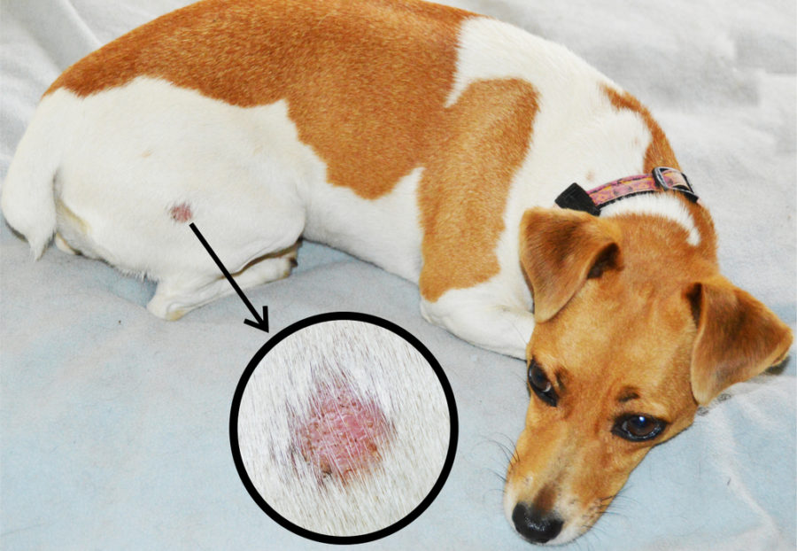 How to get rid of ringworm in dogs