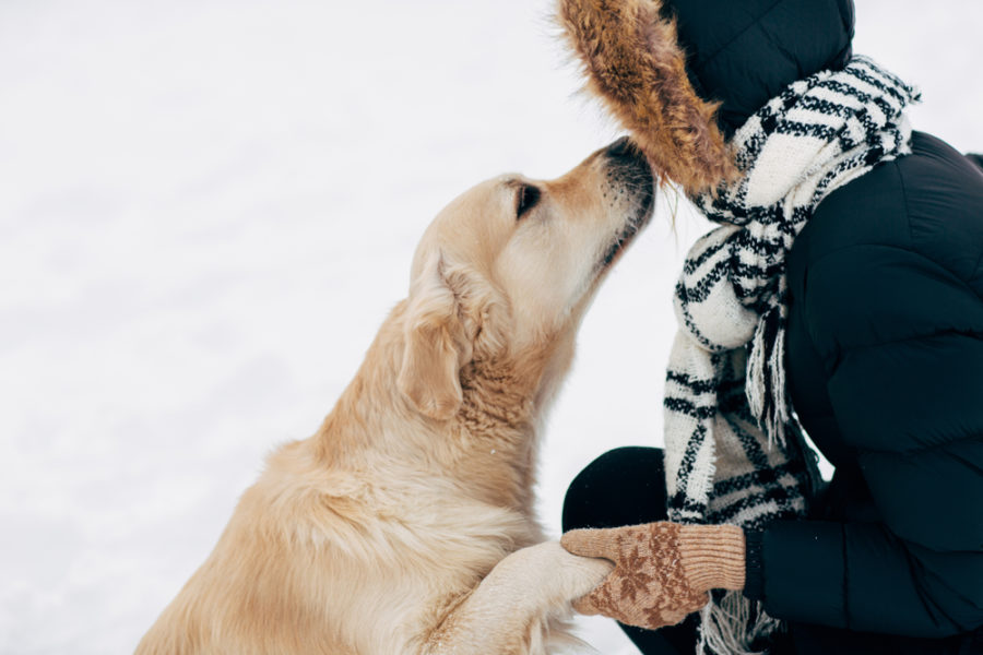 Can dogs recognize their person by voice alone?