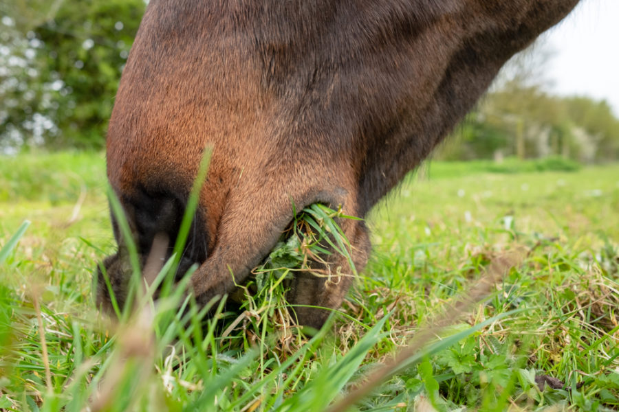 Maximizing the effects of your horse’s supplements