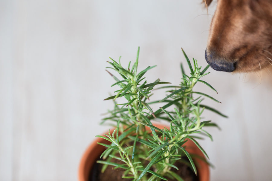 Why give herbs to pets?