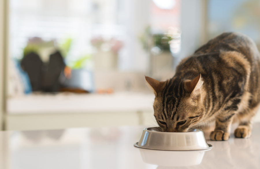 How a raw diet can prevent FLUTD in your cat