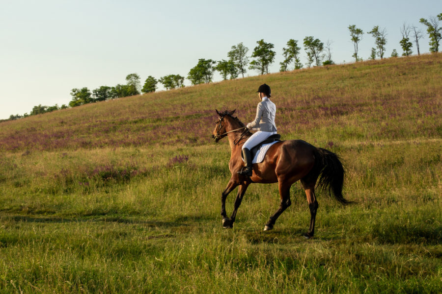 Cue your horse with your thoughts