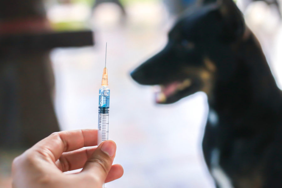 Understanding vaccinosis in dogs and cats