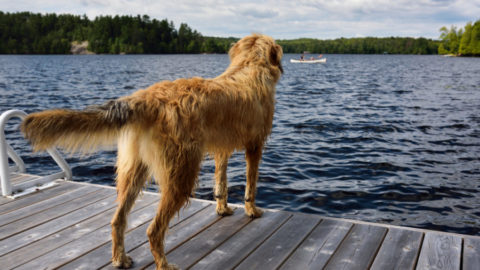 Sun protection and insect repellent for your dog