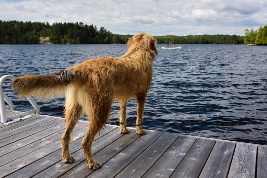 Sun protection and insect repellent for your dog