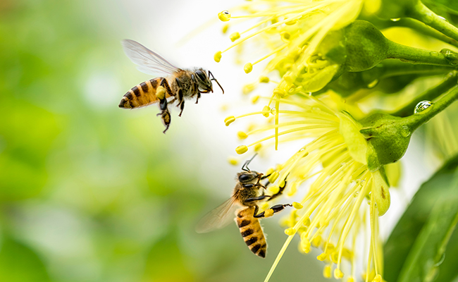 The use of medical-grade honey in veterinary medicine