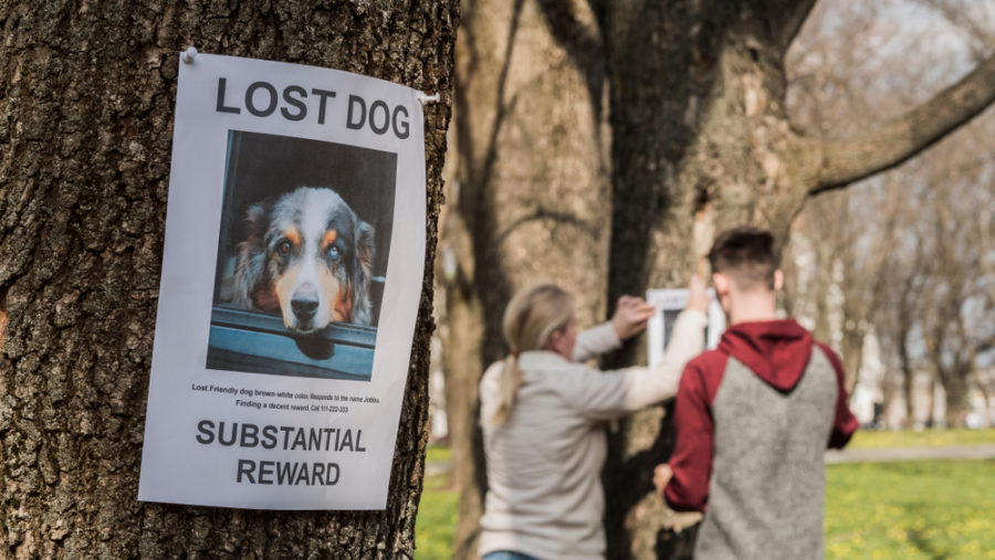 3 ways to get your community's help finding a missing pet