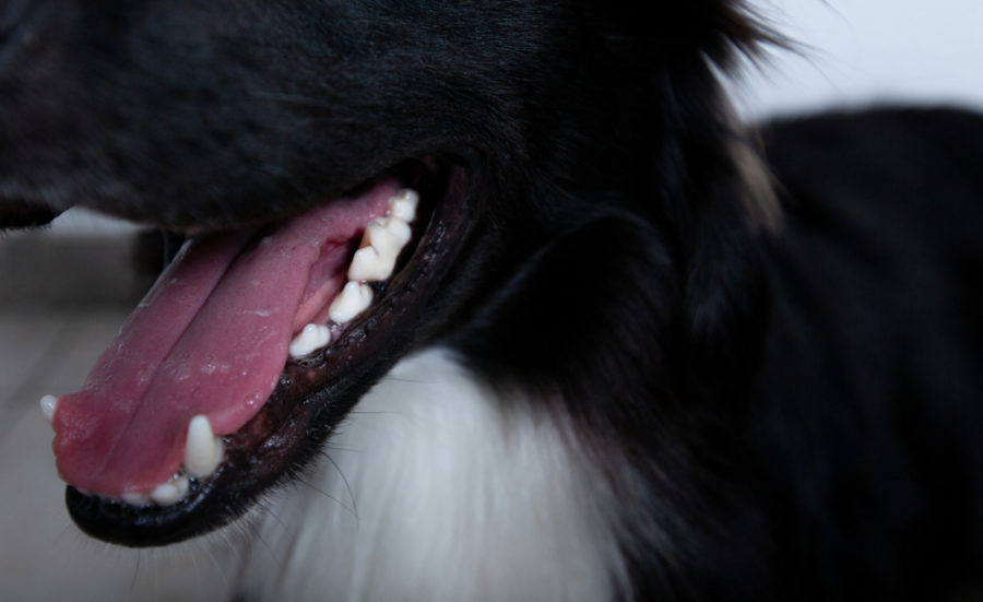 How to treat and prevent halitosis in cats and dogs: a microbiome perspective