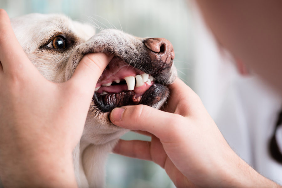 Homeopathic help for your dog or cat’s dental problems