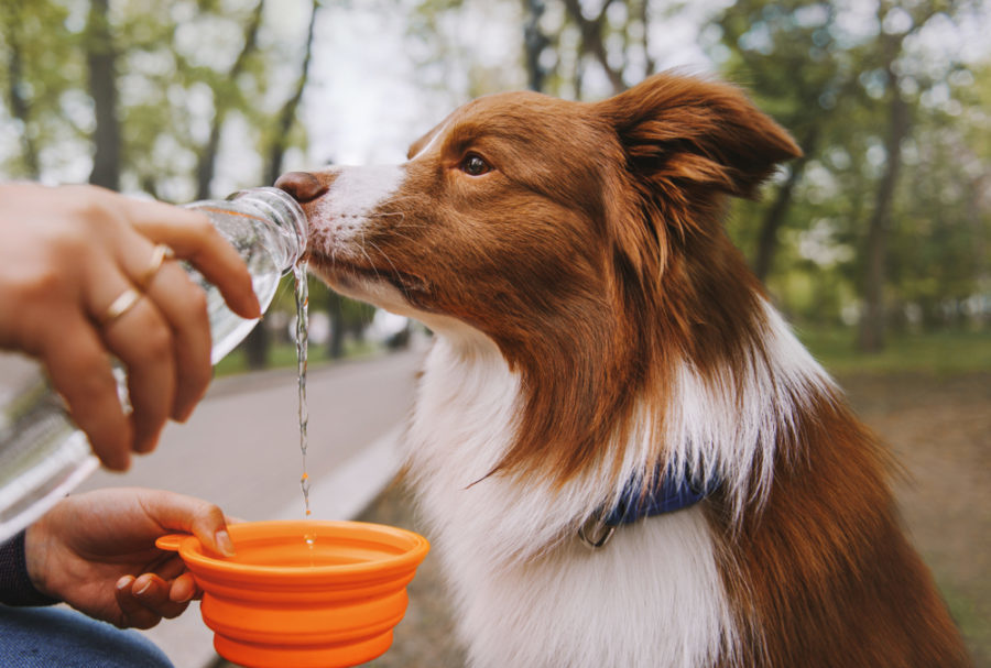 The basics of canine hydration: what dogs need and why