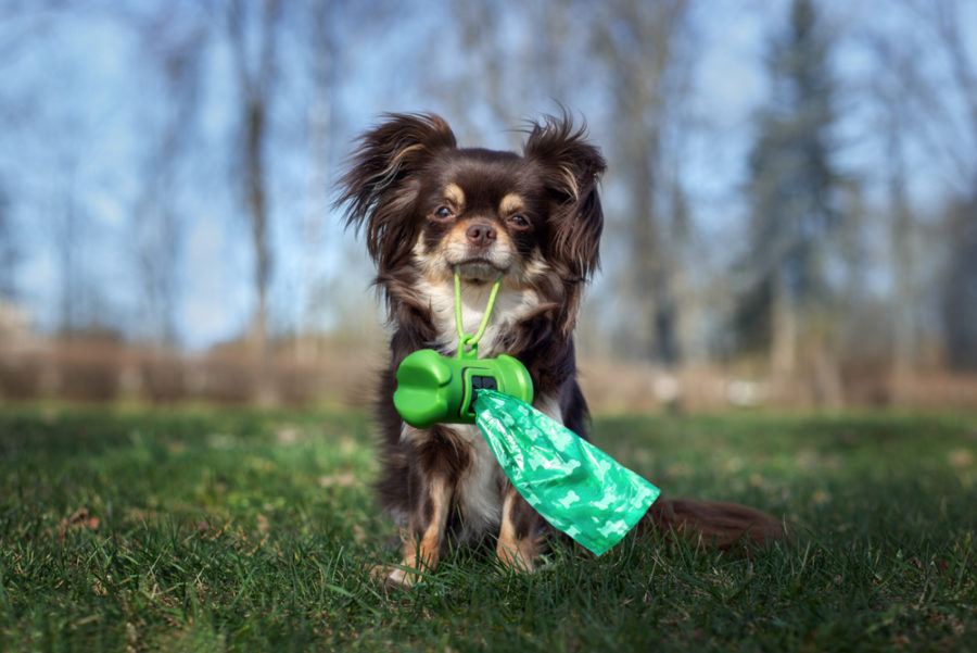 Earth-friendly pet waste disposal