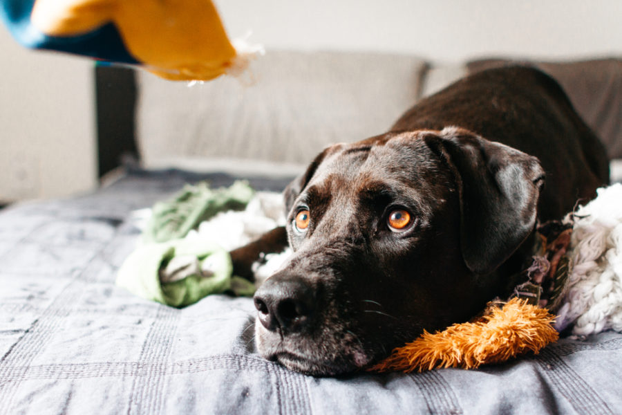 5 things you can do to ease pet anxiety