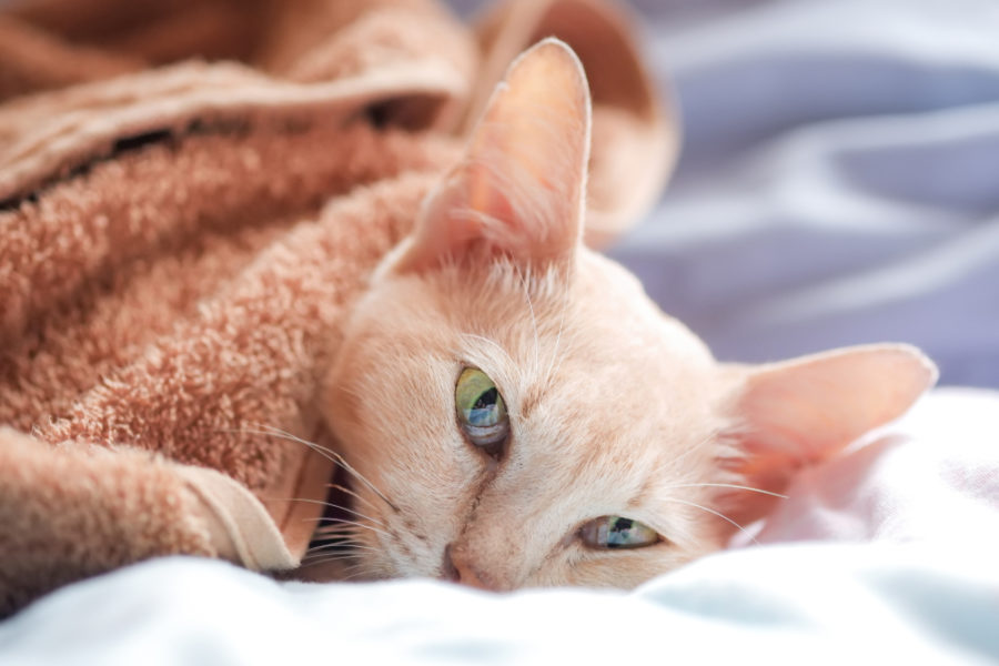 Seizures in cats: what pet parents need to know