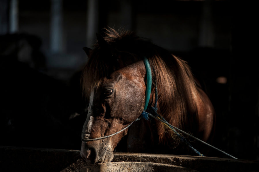 Federal lawmakers reintroducing bill to ban horse slaughter 