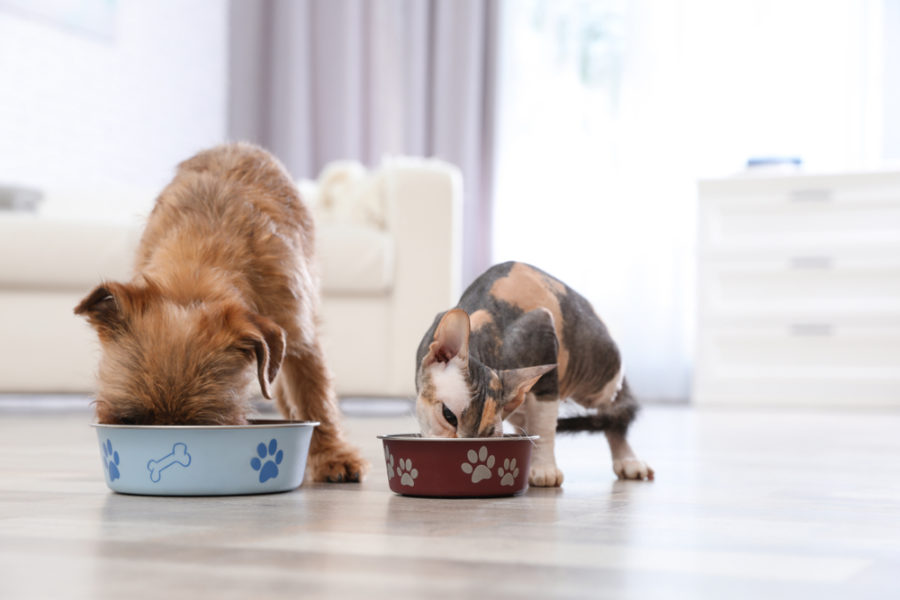 5 things to look for when shopping for a species-appropriate pet food