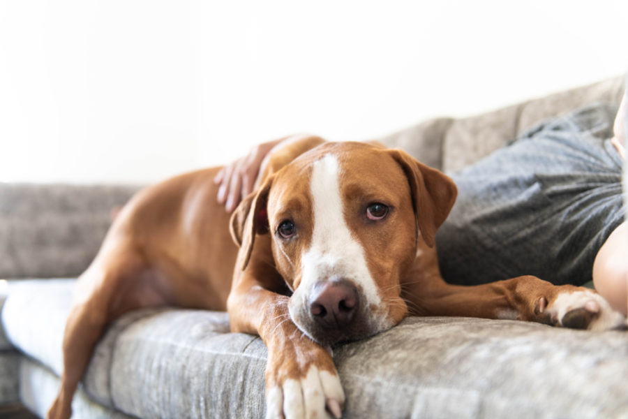 CBD and supplements -- a blended approach to arthritis in dogs