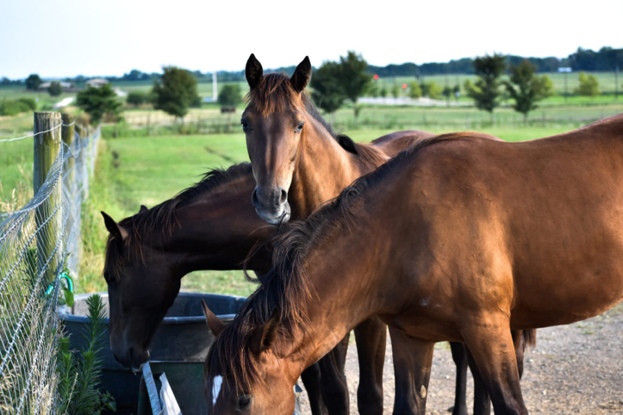 Top tips on feeding picky horses