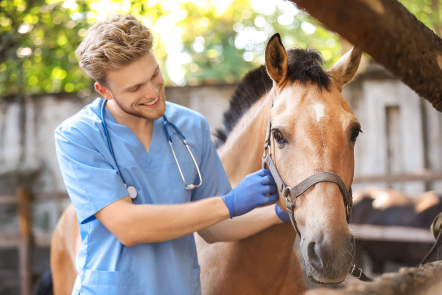 Cancer prevention for horses – can you keep this disease at bay?