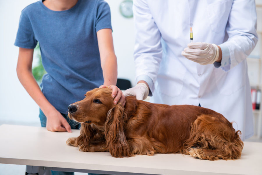 Vaccinating your adult dog or cat: what you need to consider