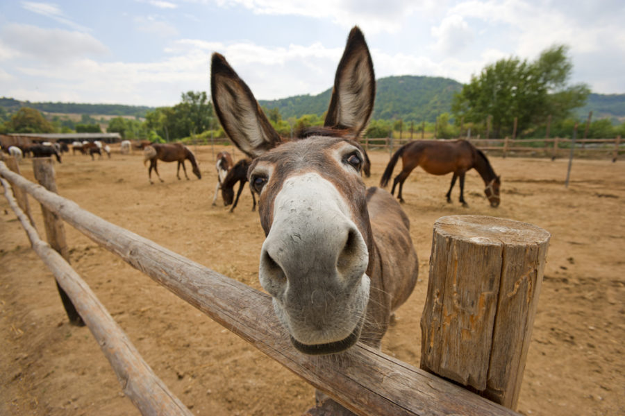 Adding a donkey to your equine herd