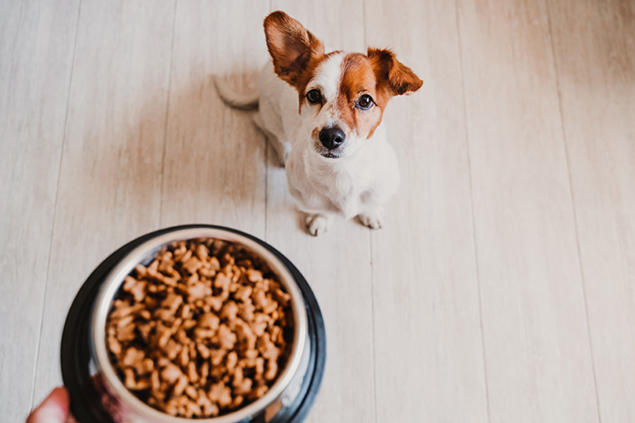 Black soldier fly-based dog food - a novel protein that's both nutritious and sustainable