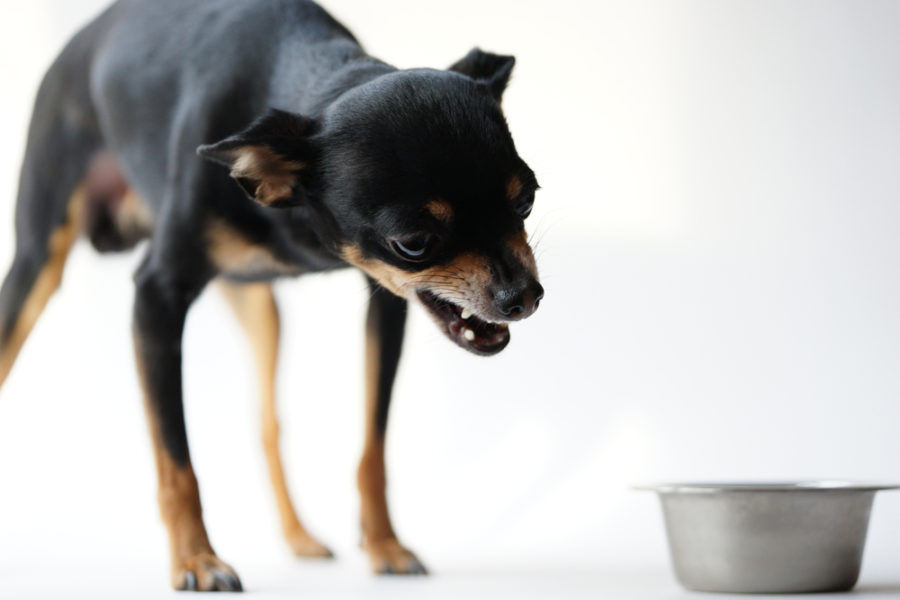 Food aggression in dogs -- and what to do about it