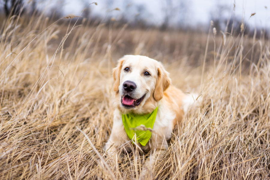 Feeding pets real food with active life force ingredients