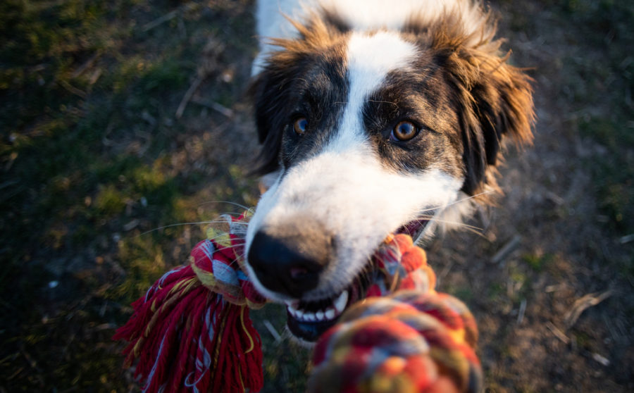 Consistent training plus calming supplements may help overcome behavioral problems in dogs and cats