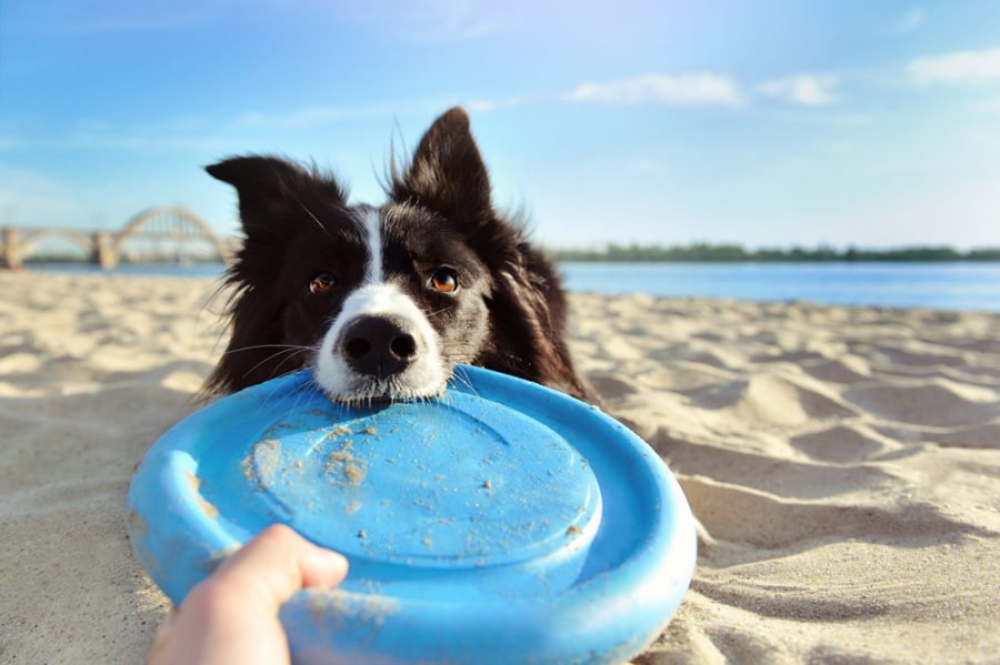 Top tips for safe outings with your dog