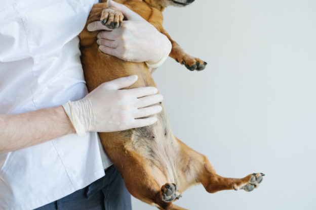 What Does Your Pet's Gut Have to Do With Overall Health?