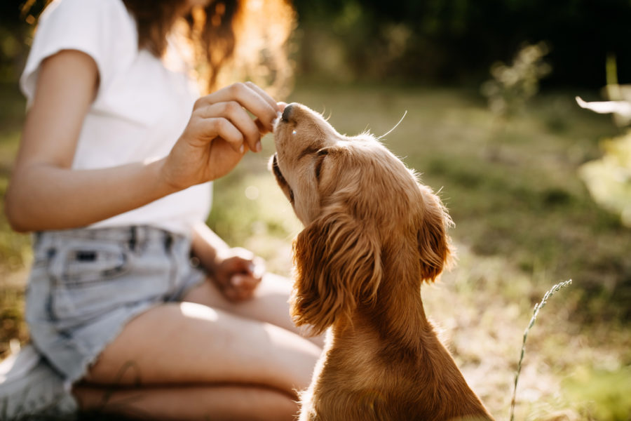 Make training your dog easier with these nutritional brain-boosters
