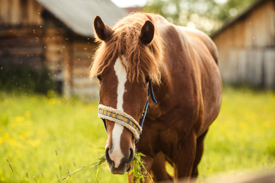 Nutrigenomics: the future of feeding horses