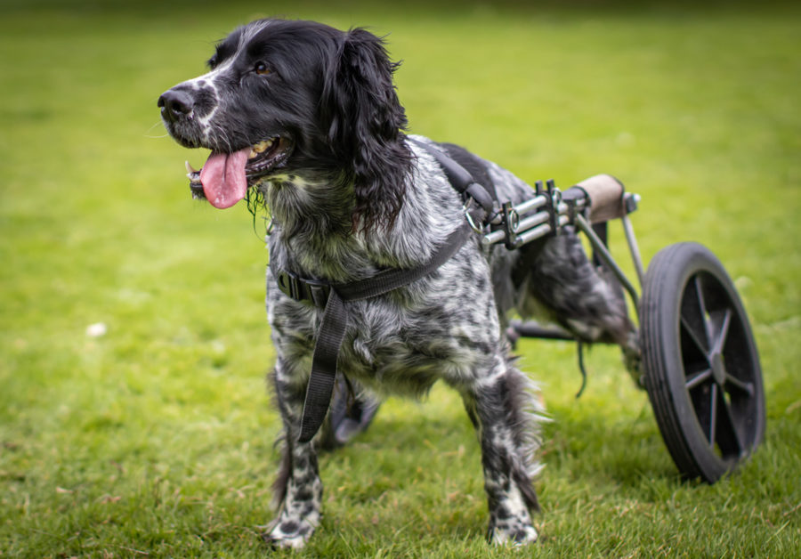 Choosing a wheelchair for a dog with mobility issues