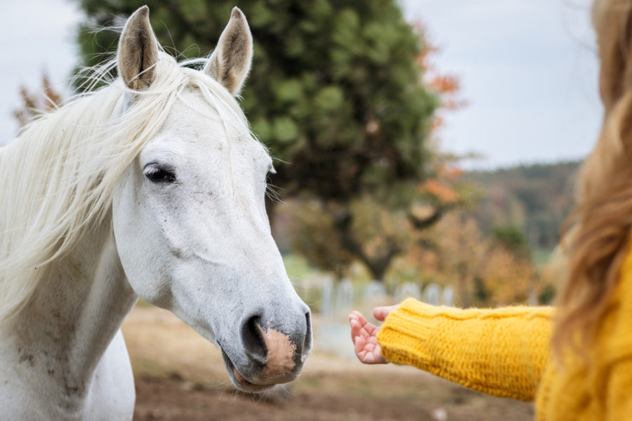 Benefits of connecting with horses during the pandemic