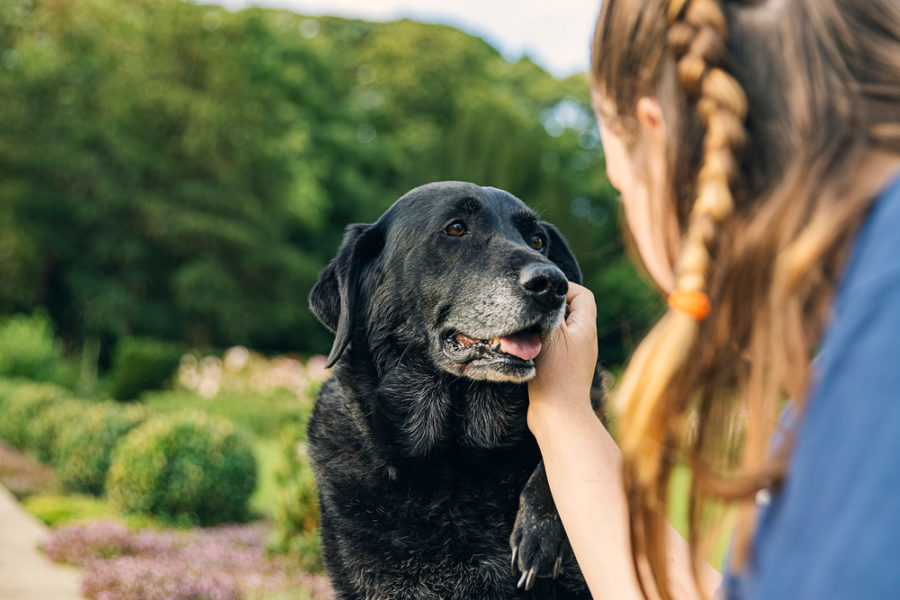 How to give your aging dog the best quality of life