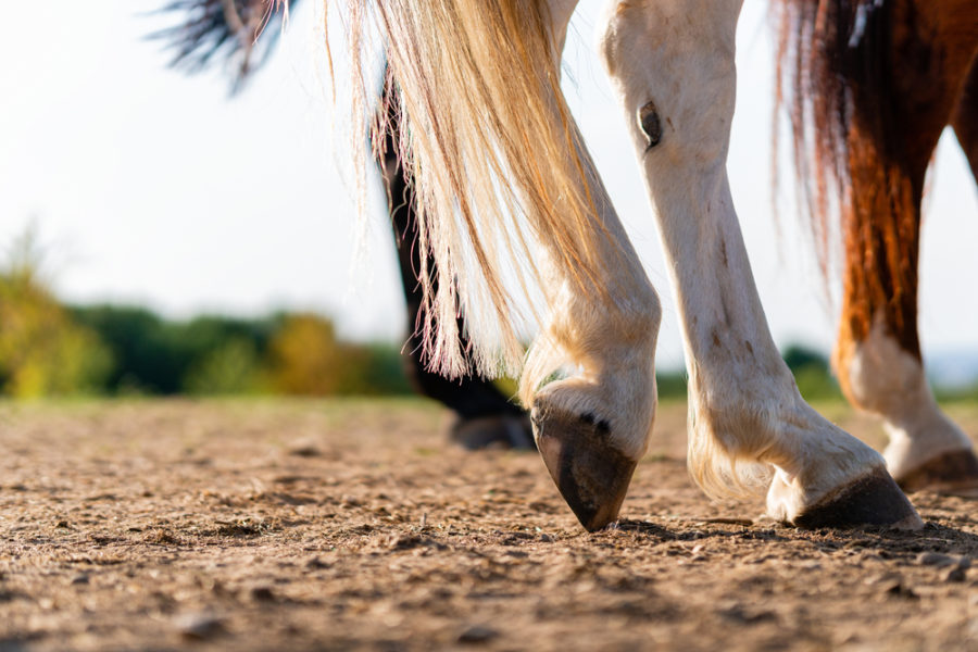 Natural hoof care from the inside out