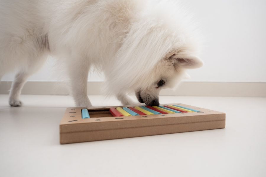 Mental enrichment – why it’s so important for your dog