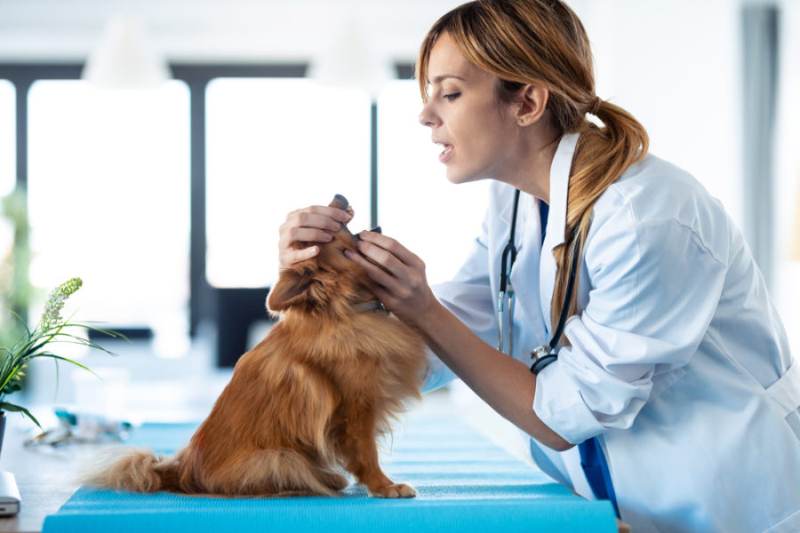 The annual veterinary exam – what to expect