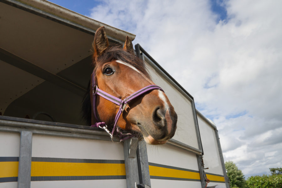 Caring for your horse on the road